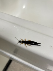 Insecta