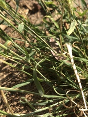 Hordeum
