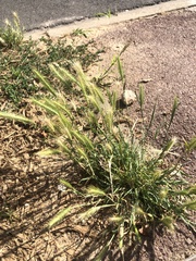 Hordeum