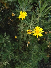 Apis mellifera
