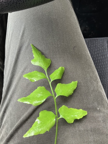 Asplenium macrophyllum observed 2022-06-26