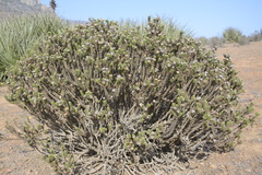 Haplopappus foliosus