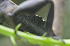 Pachylis acutangulus