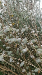 Cytisus striatus image