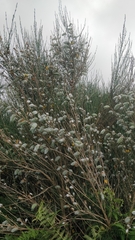 Cytisus striatus image