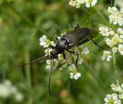 Pedostrangalia pubescens