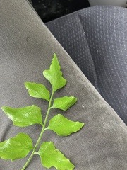 Asplenium macrophyllum