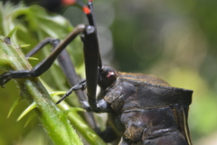 Pachylis acutangulus