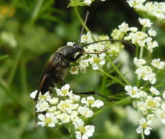 Pedostrangalia pubescens
