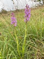 Gymnadenia borealis