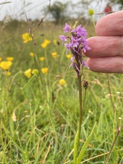 Gymnadenia borealis