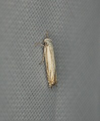 Polyhymno luteostrigella