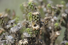 Haplopappus foliosus