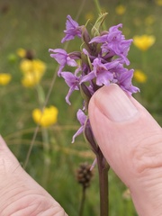 Gymnadenia borealis