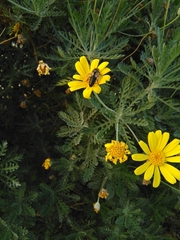 Apis mellifera