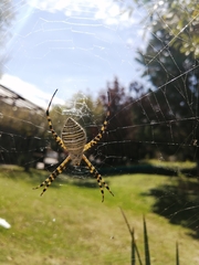 Argiope trifasciata