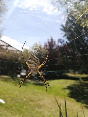 Argiope trifasciata