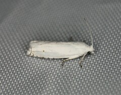 Hystrichophora vestaliana