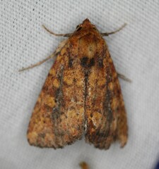 Perigea xanthioides