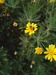 Apis mellifera