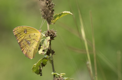 Phoebis philea