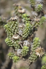 Haplopappus foliosus