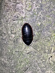 Opisthoplatia