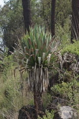 Furcraea parmentieri