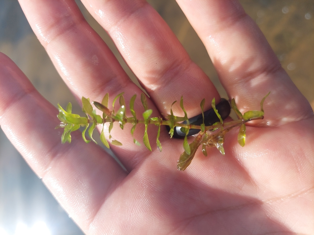 Canadian Waterweed from Echo Bay, ON P0S 1C0, Canada on June 24, 2022