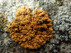 Myriolecis semipallida