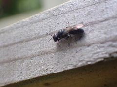 Hylaeus communis