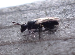 Hylaeus communis