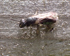 Hylaeus communis