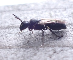 Hylaeus communis