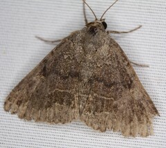 Matigramma pulverilinea