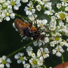 Pseudovadonia livida