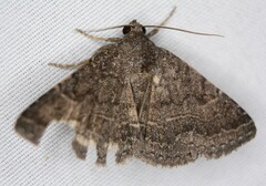 Matigramma pulverilinea