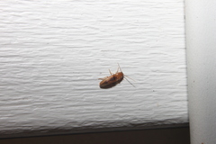 Conoderus vespertinus