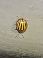 Plagiodera septemvittata