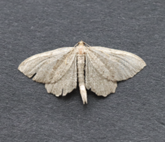 Philereme vetulata