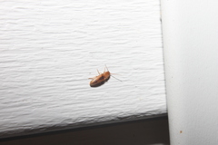 Conoderus vespertinus