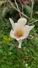 Magnolia denudata
