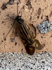 Macrostemum zebratum