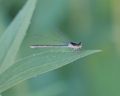 Coenagrion resolutum