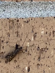Macrostemum zebratum