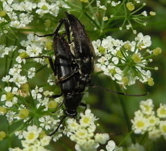 Pedostrangalia pubescens