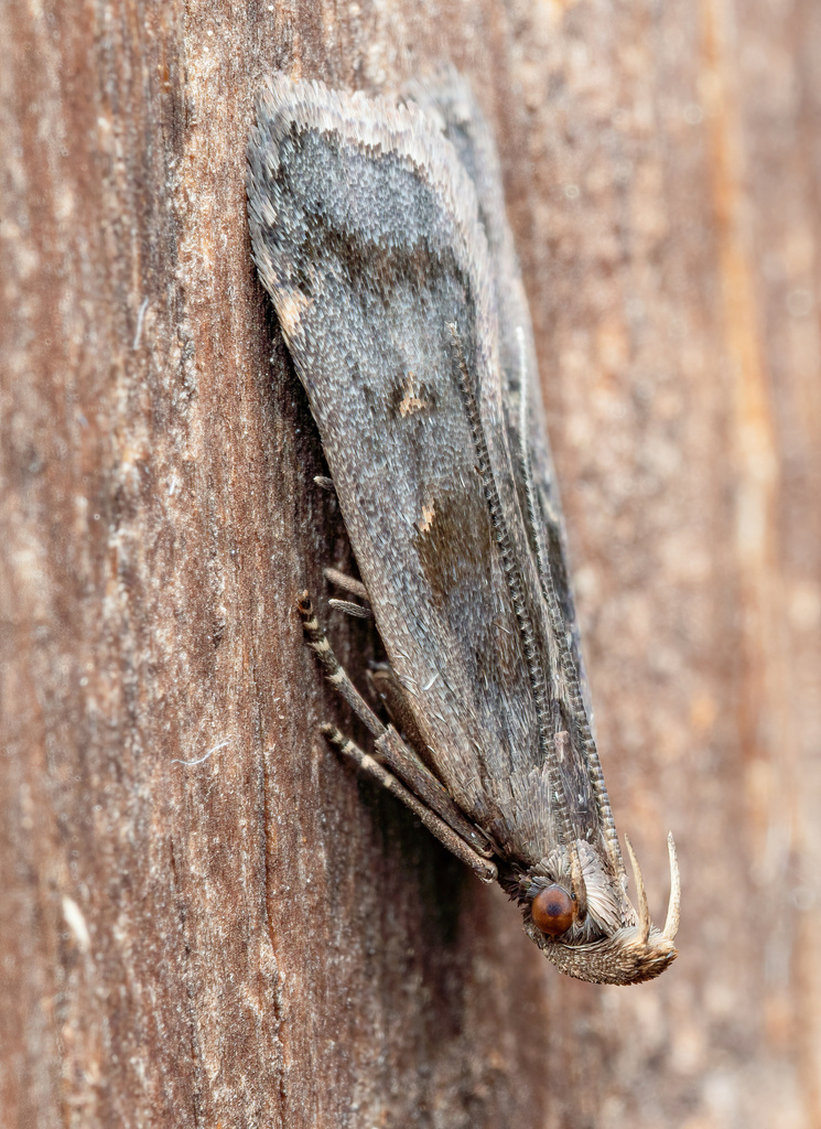 Two-spotted Dichomeris Moth and Close Allies