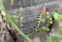 Cucullia scrophulariae