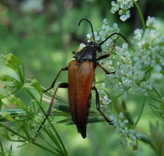 Pedostrangalia pubescens