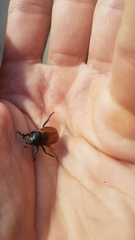 Anisoplia austriaca